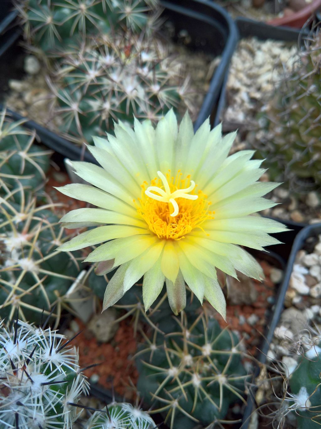 Coryphantha sulcolanata